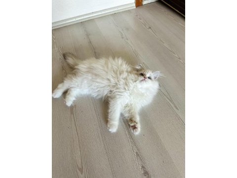 Erkek ragdoll bebek