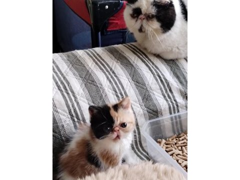 Minik exotic shorthair kızımıza yuva
