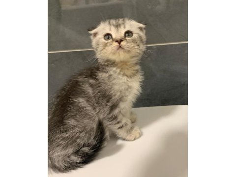 Anne altından silver scottish fold yavrumuz