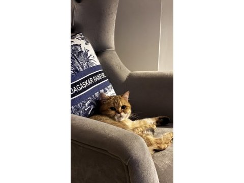 British golden shorthair 4 yaş çipli ücretsiz
