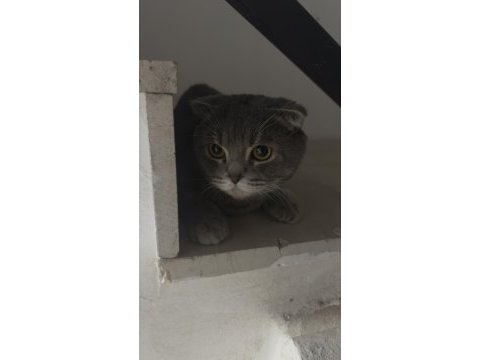 Scottish fold cinsi erkek kedi diyarbakır