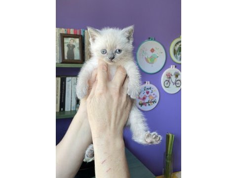 Sahiplendirme british shorthair