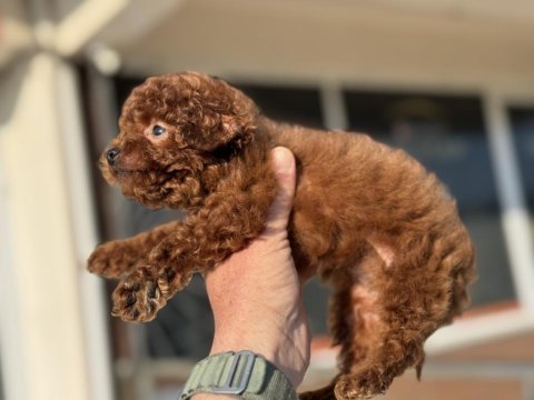Petmode köpek çiftliğinden tea cup kore poodle