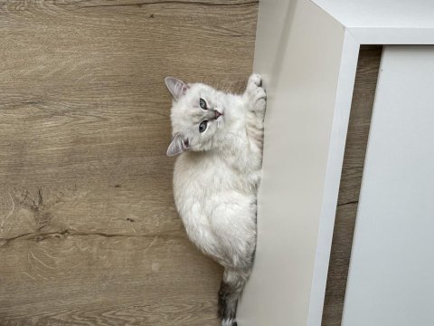 British shorthair erkek