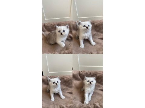British shorthair rezerve edilecektir
