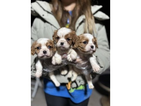 Cavalier king charles yavrularım
