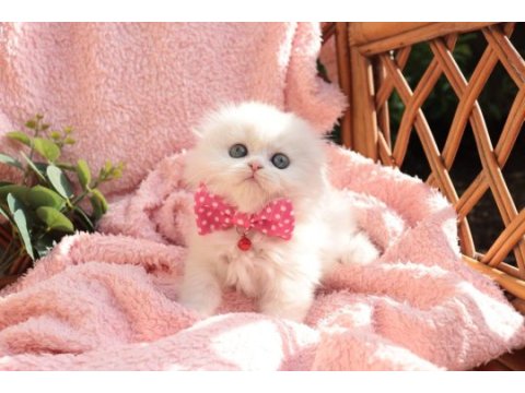 British longhair minnaklarım