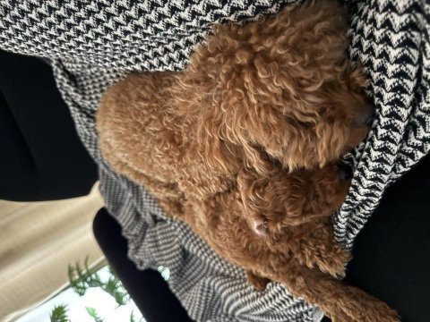 3 erkek ve 2 dişi safkan poodle yavrularımız