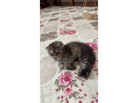Scottish fold dişi 2 aylık