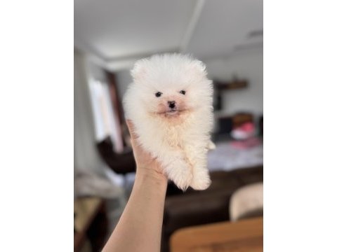 En saf haliyle pomeranian boo