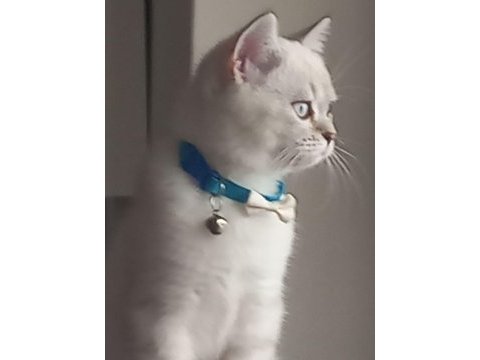 4 aylık british longhair tüm parazit aşıları yapıldı