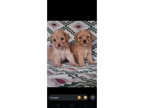 Maltipoo kardeşler üst kalite