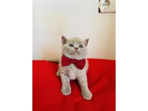 Kaliteli british shorthair yavru