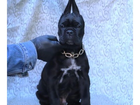 Fcı-kıf secereli safkan cane corso köpeklerimiz