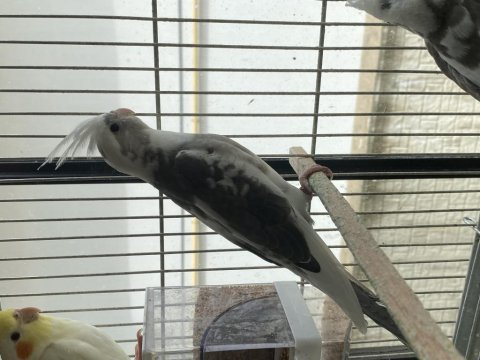 Sultan papağanı yavrularımız yeni yuvalarını bekliyor