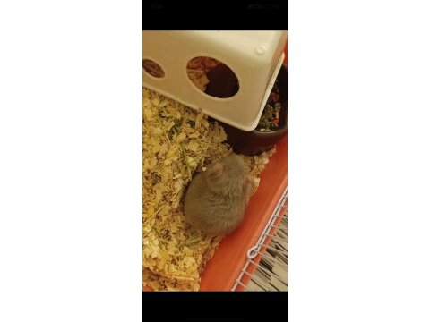 Yavru hamster