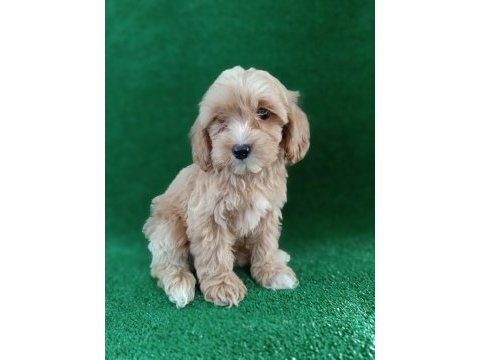 Maltıpoo yavrularımız