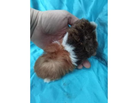 Yeni guinea pig yavrularımızı görmeden karar vermeyin