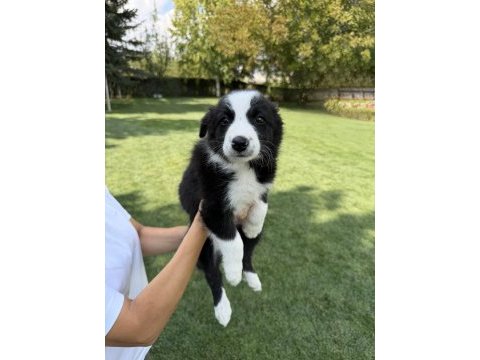 Sınırlı özel border collie yavrular