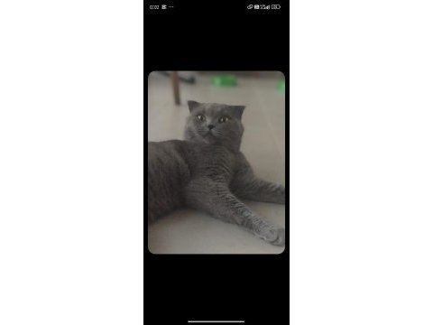 1 yaşında kısırlaştırılmış erkek british shorthair