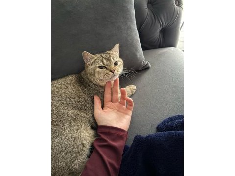 Kedimiz cekuyu sahiplendiriyorum