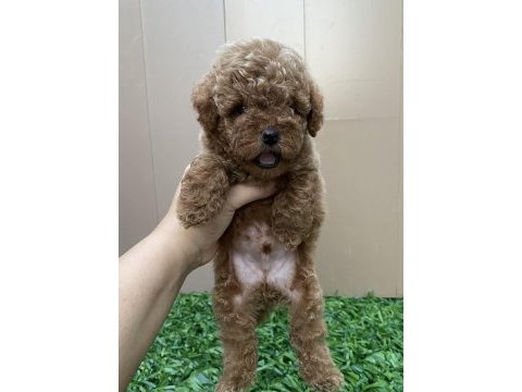 Kilo garantili poodle bebeğimiz
