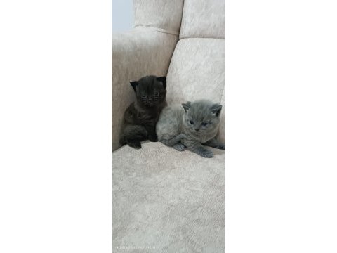British yavru shorthair