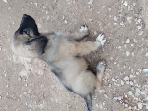 Karabaş kurtboğan cinsi kangal