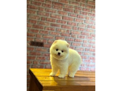 Yavru pomeranian boo köpeklerimiz