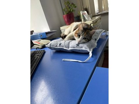 Acil bu prenses kedimizi kurtaralım yuva olalım