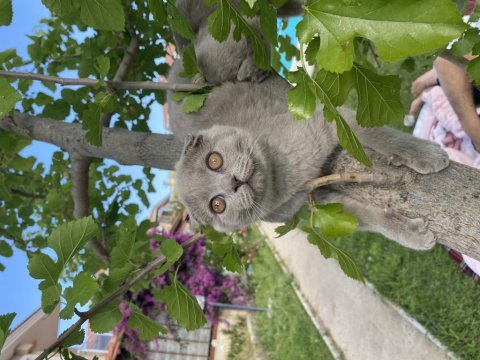 Özel renk scottish fold lilac