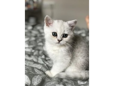 Ns11 silver point british longhair