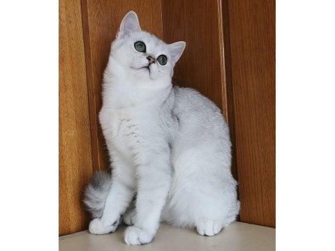 Scottish straight shorthair ns11 erkek