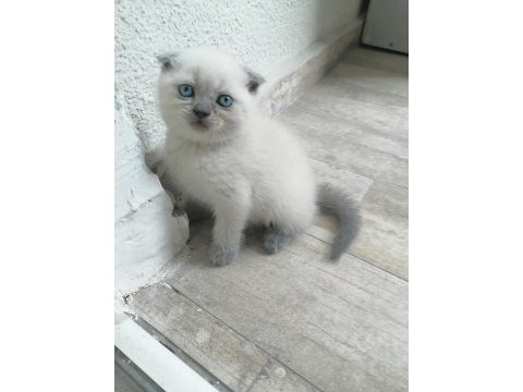 Scottish fold kedicikler