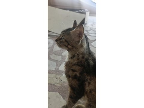 Ücretsiz sahiplendirme tekir pasa