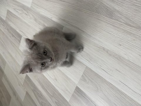 Adana içi elden teslim 45 günlük british shorthair