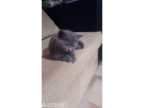 Safkan british peluşlar
