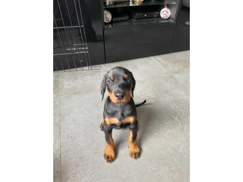 Can dostunuz cane doberman kapıda ödeme mevcuttur