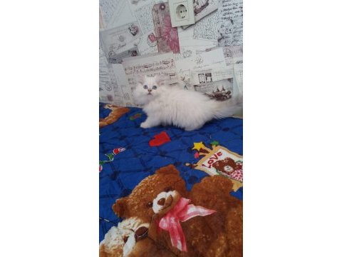 British longhair blue point erkek safkan mavi göz