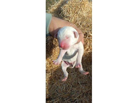 Çiftlik ortamında büyüyen yavru köpekler