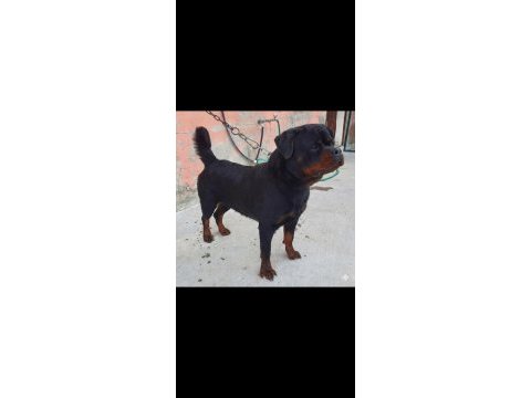 A şecereli üretim izinli yetişkin dişi rottweiler