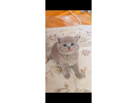 Lilac erkek ve dişi kediler
