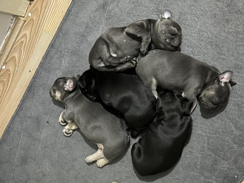 1 dişi 1 erkek frenchbulldog yavruları
