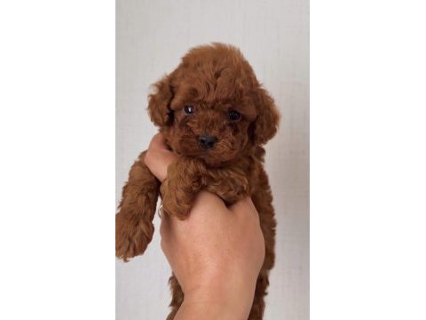 Orjinal kore kan toy ve teacup poodle yavrular