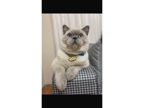 British shorthair blue point
