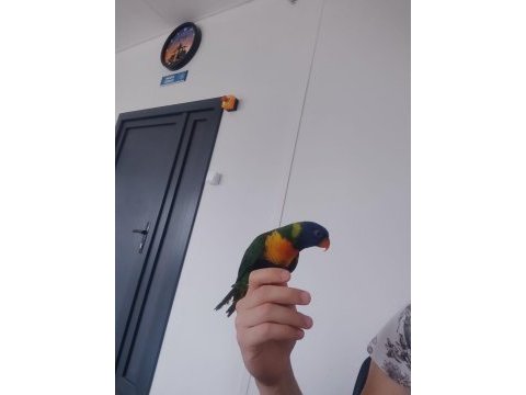 Ele kola alışkın mükemmel renkli lori papağanı