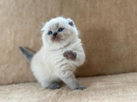 Eşsiz güzellikte blue point scottish fold erkek yavrum
