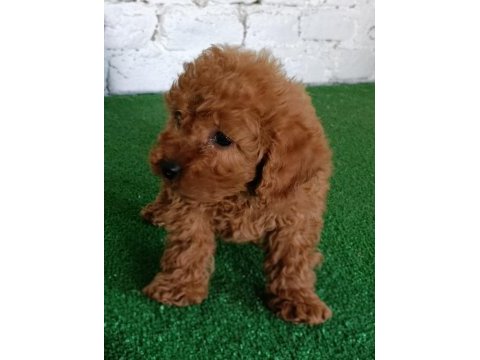 Toy poodle yavrularımız