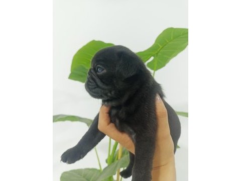 Dişi pug mops bebekler