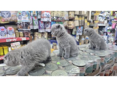 Dünya tatlısı çok çok özel scottish fold bebekler